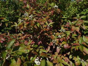 Cornus sericea,  C. stolonifera, C.  alba, C. occidentalis, Swida sericea, red osier dogwood, red-osier dogwood, red willow, red stem dogwood, red twig dogwood, red-rood, creek dogwood, western dogwood, American dogwood, white berries, white flowers, white berry, garden Victoria BC Pacific Northwest
