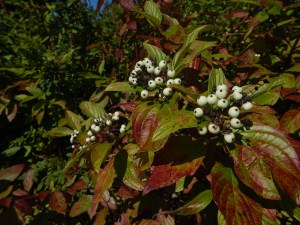 Cornus sericea,  C. stolonifera, C.  alba, C. occidentalis, Swida sericea, red osier dogwood, red-osier dogwood, red willow, red stem dogwood, red twig dogwood, red-rood, creek dogwood, western dogwood, American dogwood, white berries, white flowers, white berry, garden Victoria BC Pacific Northwest