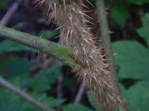 Devil"s Club Oplopanax horridus native wildflower, garden Victoria BC Pacific Northwest