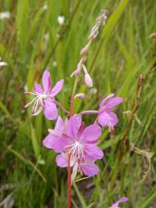 Fireweed, bombweed, rosebay willowherb, Chamerion angustifolium, great willow herb, wickup, Epilobium angustifolium, garden Victoria BC Pacific Northwest