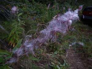 Fireweed, bombweed, rosebay willowherb, Chamerion angustifolium, great willow herb, wickup, Epilobium angustifolium, garden Victoria BC Pacific Northwest
