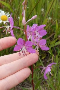 Fireweed, bombweed, rosebay willowherb, Chamerion angustifolium, great willow herb, wickup, Epilobium angustifolium, garden Victoria BC Pacific Northwest