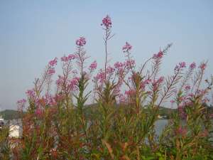 Fireweed, bombweed, rosebay willowherb, Chamerion angustifolium, great willow herb, wickup, Epilobium angustifolium, garden Victoria BC Pacific Northwest