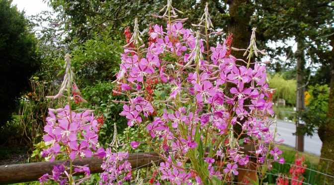 Fireweed, bombweed, rosebay willowherb, Chamerion angustifolium, great willow herb, wickup, Epilobium angustifolium, garden Victoria BC Pacific Northwest