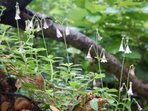 twinflower, garden Victoria BC Pacific Northwest