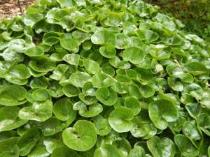 wild ginger, asarum caudatum, British Columbia Wild Ginger, Western Wild Ginger, Long-Tailed Wild Ginger, garden Victoria BC Pacific Northwest