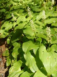 false lily of the valley, Maianthemum dilatatum, lily-of-the-valley, snakeberry, Maianthemum bifolium ssp. kamtschaticum, Maianthemum bifolium var. kamtschaticum, Maianthemum kamtschaticum, garden Victoria BC Pacific Northwest