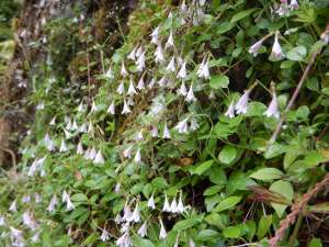 twinflower, garden Victoria BC Pacific Northwest