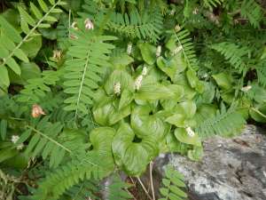 false lily of the valley, Maianthemum dilatatum, lily-of-the-valley, snakeberry, Maianthemum bifolium ssp. kamtschaticum, Maianthemum bifolium var. kamtschaticum, Maianthemum kamtschaticum, garden Victoria BC Pacific Northwest