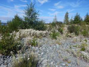 pearly everlasting, Anaphalis margaritacea, garden Victoria BC Pacific Northwest