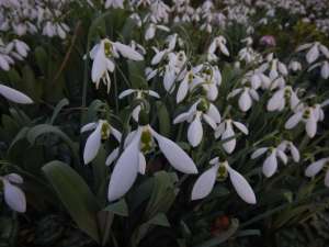 galanthus, snowdrops, garden Victoria BC Pacific Northwest