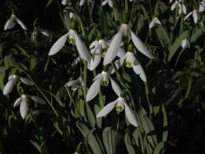 galanthus, snowdrops, garden Victoria BC Pacific Northwest