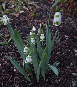 galanthus elwesii snowdrops, garden Victoria BC Pacific Northwest