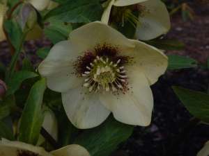 Hellebore in January, garden Victoria BC Pacific Northwest