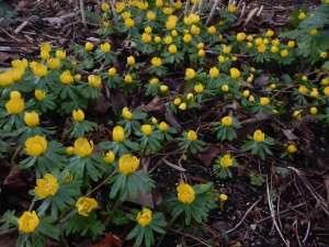 eranthis, winter aconite, cyclamen coum, galanthus, snowdrops, garden Victoria BC Pacific Northwest
