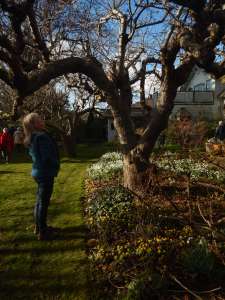 eranthis, winter aconite, cyclamen coum, galanthus, snowdrops, garden Victoria BC Pacific Northwest