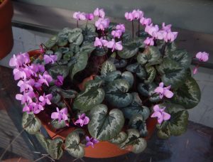cyclamen coum, in January, garden Victoria BC Pacific Northwest