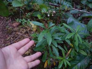 blooming evergreen prince's pine, sub-shrub, Chimaphila umbellata, occidentalis , pipsissewa, umbellate wintergreen,, garden Victoria BC Pacific Northwest