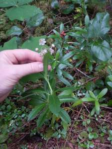 blooming evergreen prince's pine, sub-shrub, Chimaphila umbellata, occidentalis , pipsissewa, umbellate wintergreen,, garden Victoria BC Pacific Northwest