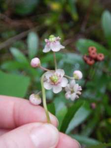 blooming evergreen prince's pine, sub-shrub, Chimaphila umbellata, occidentalis , pipsissewa, umbellate wintergreen,, garden Victoria BC Pacific Northwest