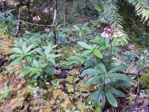 blooming evergreen prince's pine, sub-shrub, Chimaphila umbellata, occidentalis , pipsissewa, umbellate wintergreen,, garden Victoria BC Pacific Northwest