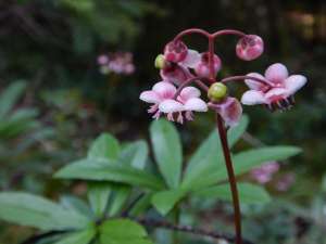 blooming evergreen prince's pine, sub-shrub, Chimaphila umbellata, occidentalis , pipsissewa, umbellate wintergreen,, garden Victoria BC Pacific Northwest