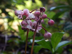 blooming evergreen prince's pine, sub-shrub, Chimaphila umbellata, occidentalis , pipsissewa, umbellate wintergreen,, garden Victoria BC Pacific Northwest