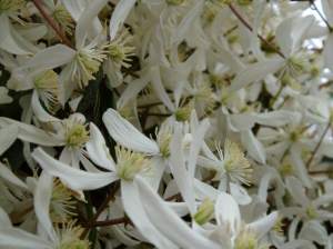traveller's joy, vine, Armand clematis, winter blooming evergreen clematis armandii snowflake garden Victoria BC Pacific Northwest