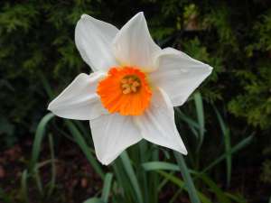Narcissus Daffodil, jonquil, daffadowndilly, garden Victoria BC Pacific Northwest