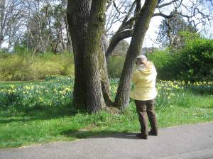 Narcissus Daffodil, jonquil, daffadowndilly, garden Victoria BC Pacific Northwest