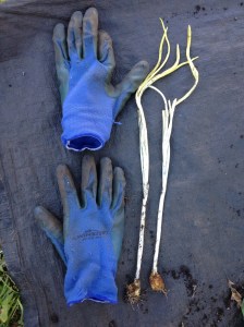 Hyacinthoides hispanica – bluebells spanish blue bells garden Victoria, Vancouver Island, BC, Pacific Northwest