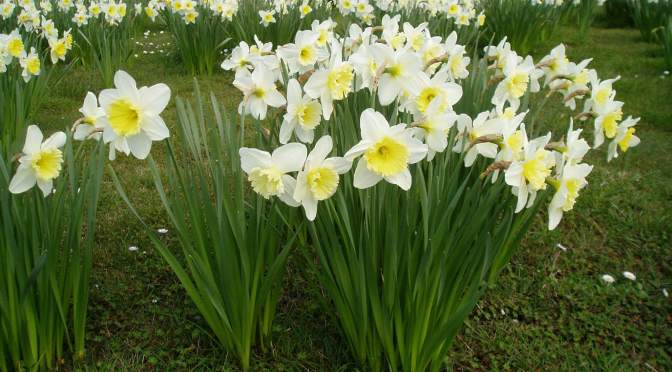 Daffodil Meadow