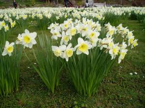 Narcissus Daffodil, jonquil, daffadowndilly, garden Victoria BC Pacific Northwest