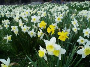 Narcissus Daffodil, jonquil, daffadowndilly, garden Victoria BC Pacific Northwest