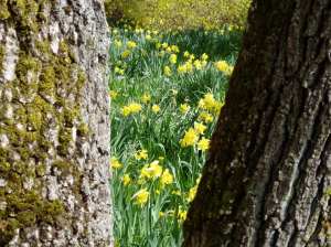 Narcissus Daffodil, jonquil, daffadowndilly, garden Victoria BC Pacific Northwest