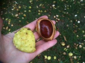chestnut conker, Castanea, garden Vancouver Island Island Victoria BC Pacific Northwest