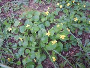 viola glabella, stream violet, pioneer violet, yellow wood violet, smooth yellow violet, wild yellow violets, garden Victoria BC Pacific Northwest