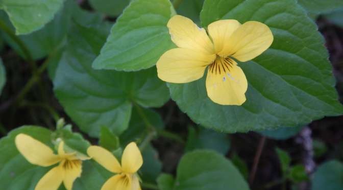 Wild Yellow Violets