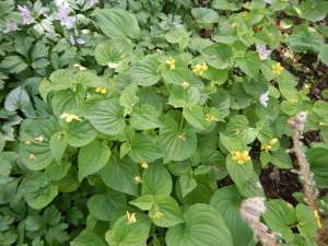 viola glabella, stream violet, pioneer violet, yellow wood violet, smooth yellow violet, wild yellow violets, garden Victoria BC Pacific Northwest