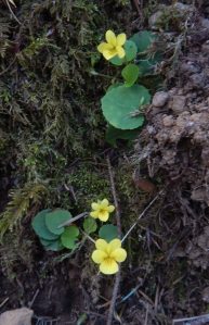 viola glabella, stream violet, pioneer violet, yellow wood violet, smooth yellow violet, wild yellow violets, Goldstream Park, garden Victoria BC Pacific Northwest