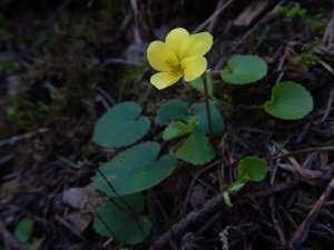 viola glabella, stream violet, pioneer violet, yellow wood violet, smooth yellow violet, wild yellow violets, Goldstream Park, garden Victoria BC Pacific Northwest
