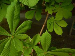 Aesculus hippocastanum, horse-chestnut, horse-chestnut, horse chestnut, conker tree, garden Vancouver Island Island Victoria BC Pacific Northwest