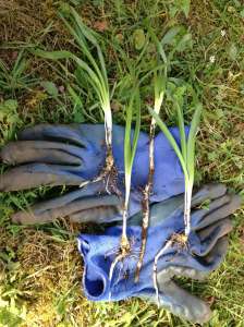 Hyacinthoides hispanica – bluebells spanish blue bells garden Victoria, Vancouver Island, BC, Pacific Northwest