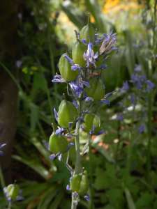 Hyacinthoides hispanica – bluebells spanish blue bells garden Victoria, Vancouver Island, BC, Pacific Northwest