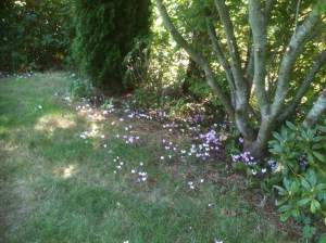 garden Victoria, Vancouver Island, BC, Pacific Northwest