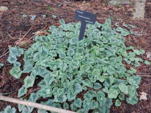 garden Victoria, Vancouver Island, BC, Pacific Northwest