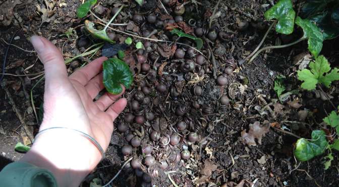 Cyclamen Seedpods