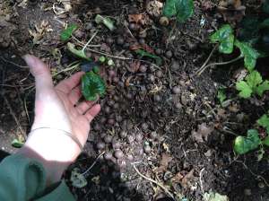 garden Victoria, Vancouver Island, BC, Pacific Northwest