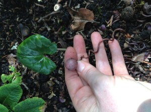 hardy cyclamen, persian violet, , ivy-leaved cyclamen or sowbread, garden Victoria, Vancouver Island, BC, Pacific Northwest