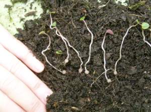 hardy cyclamen, persian violet, , ivy-leaved cyclamen or sowbread, garden Victoria, Vancouver Island, BC, Pacific Northwest